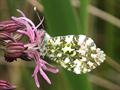 Lychnis Flos Cuculi